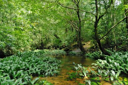 Miyawaki Forest