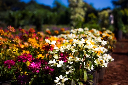 Trim Trial with Aroma Garden