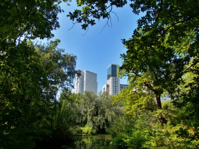 Urban Forest